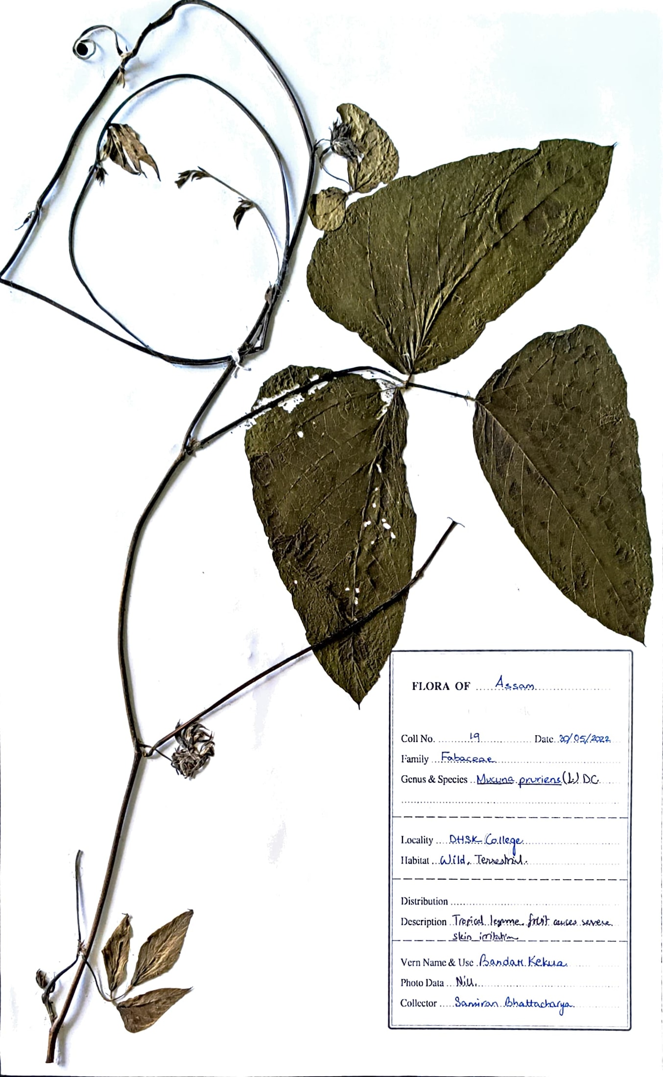 Bandar kekua (Ass.) (Herbarium)